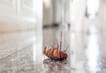 雷达杀虫剂能杀跳蚤吗？