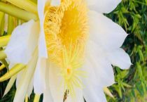 霸王花是火龙果的花吗？