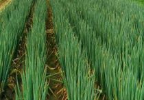 大葱的亩产量是多少？