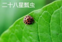二星瓢虫吃什么食物？能吃大白菜吗？