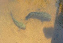 黑鱼每年能够繁殖多少次