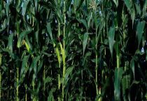 沃玉3号玉米种简介