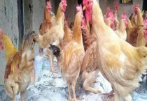 三黄鸡和普通鸡的区别？是什么？