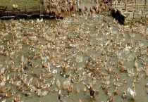 常见的蛋鸭品种有哪些？