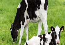 公奶牛产奶吗？