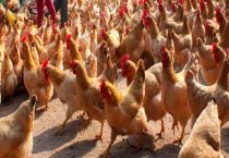 养鸡必备的三种药