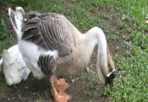 狮头鹅怎么分公母