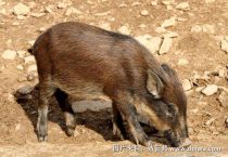 野猪养殖配种技术