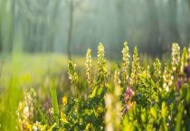 香根草园林用途
