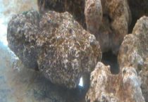 怎样培养硝化细菌最快