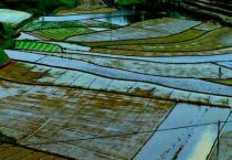 旱田和水田的区别？