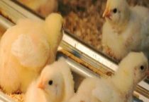 饲养雏鸡什么时候关灯