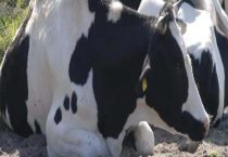 奶牛产奶期有多长时间？