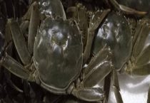 大闸蟹生态养殖技术