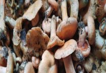 白葱牛肝菌与红葱牛肝菌的区别？