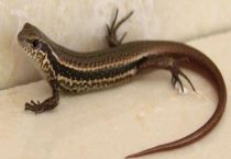 四脚蛇有毒吗？