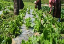 氮肥可以兑水浇菜吗？