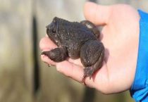 石蛙是二级保护动物吗？