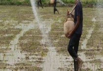 化肥在水田中的亩用量一般是多少？