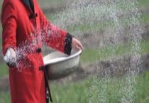 氮肥在土里一般几天挥发