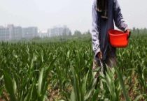 为什么要给植物施氮肥