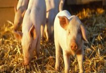 仔猪腹泻拉稀的最佳治疗多久？