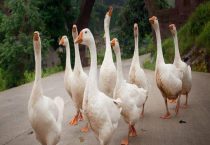 饲养环境条件要求