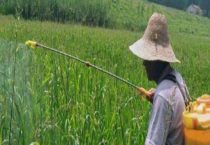 2甲灭草松使用注意事项