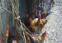 麻鸡和普通鸡有什么区别？？下蛋需要多长时间？