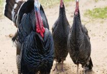 火鸡和普通的鸡有什么区别？？