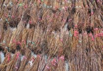 金蝉卵枝的孵化多久？