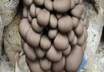 秋季种的平菇是中低温型吗？