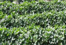 红薯苗成活后还需要浇水吗？