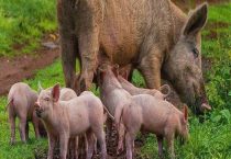 野猪养殖多久？