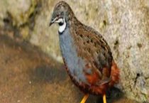 芦丁鸡可以养吗？