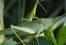 蚱蜢和蚂蚱的区别？