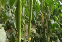 丝瓜长到多高开始打顶摘心