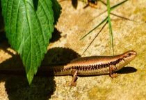 四脚蛇可以吃吗？