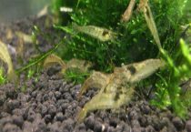 黑壳虾抱卵需要隔离吗？