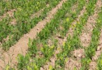 种花生一窝下种几粒