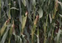 源玉307玉米种特征特性