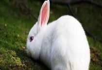 养兔子需要喂水吗？