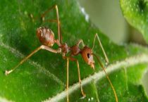 大水蚁最怕什么？