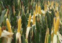 玉米种子老本105在河北衡水能种吗？