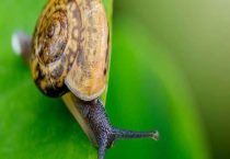 鼻涕虫用什么药能彻底消灭