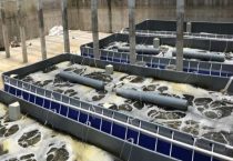 水产养殖中氟苯尼考的应用