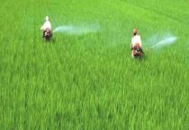 氮肥和复合肥可以一起用吗？