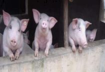 一个猪圈有非瘟几天能传染上