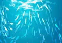 褐藻是因为硝化细菌还是光照