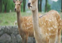 梅花鹿多少钱一只